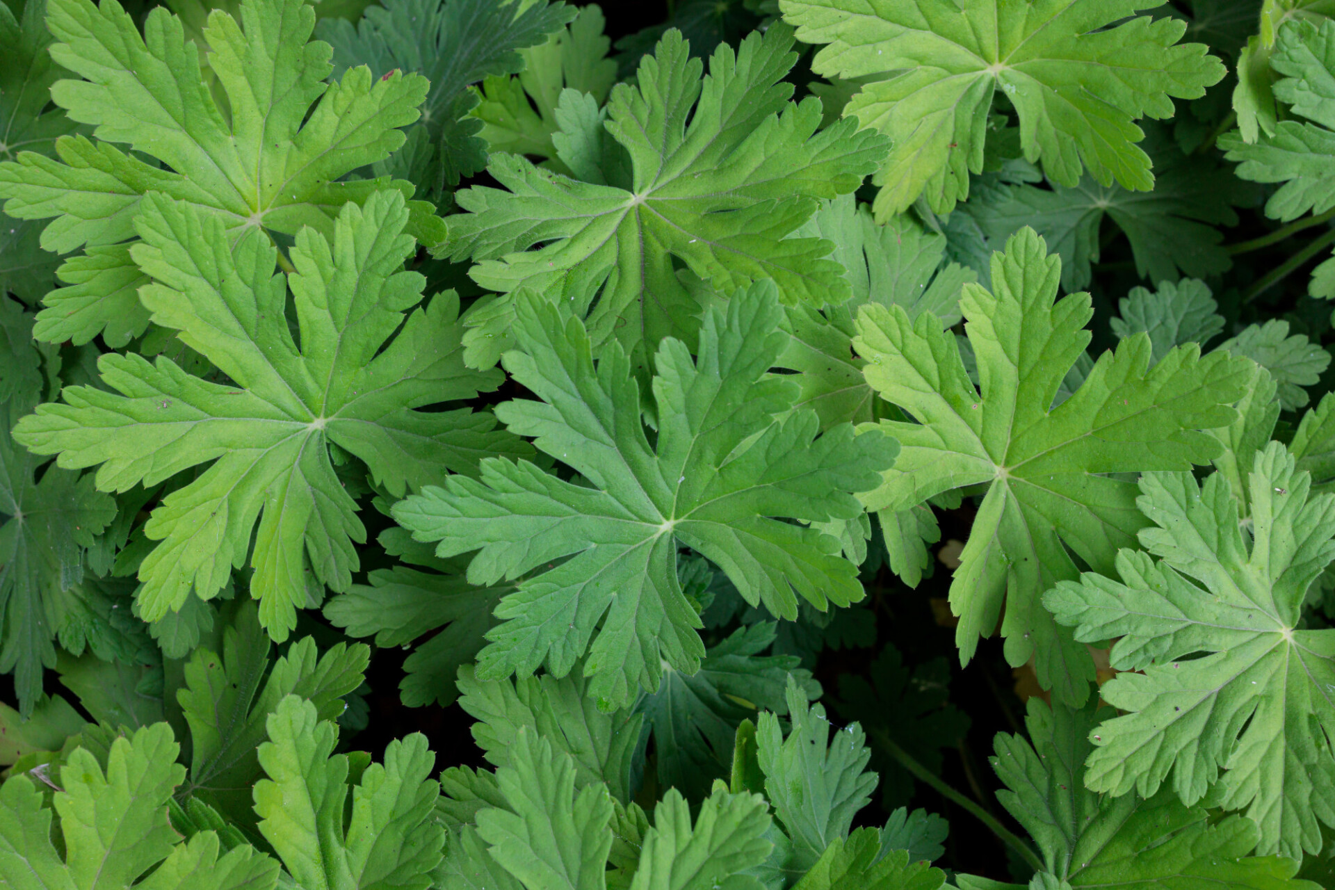 Geranium maculatum leaves (Wild Geranium)