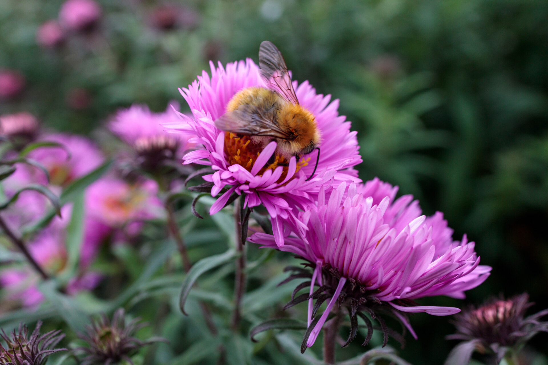 Bee on New England Aster