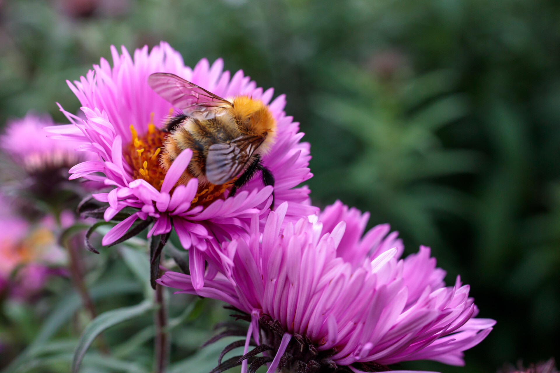 Bee on Pink New England Aster