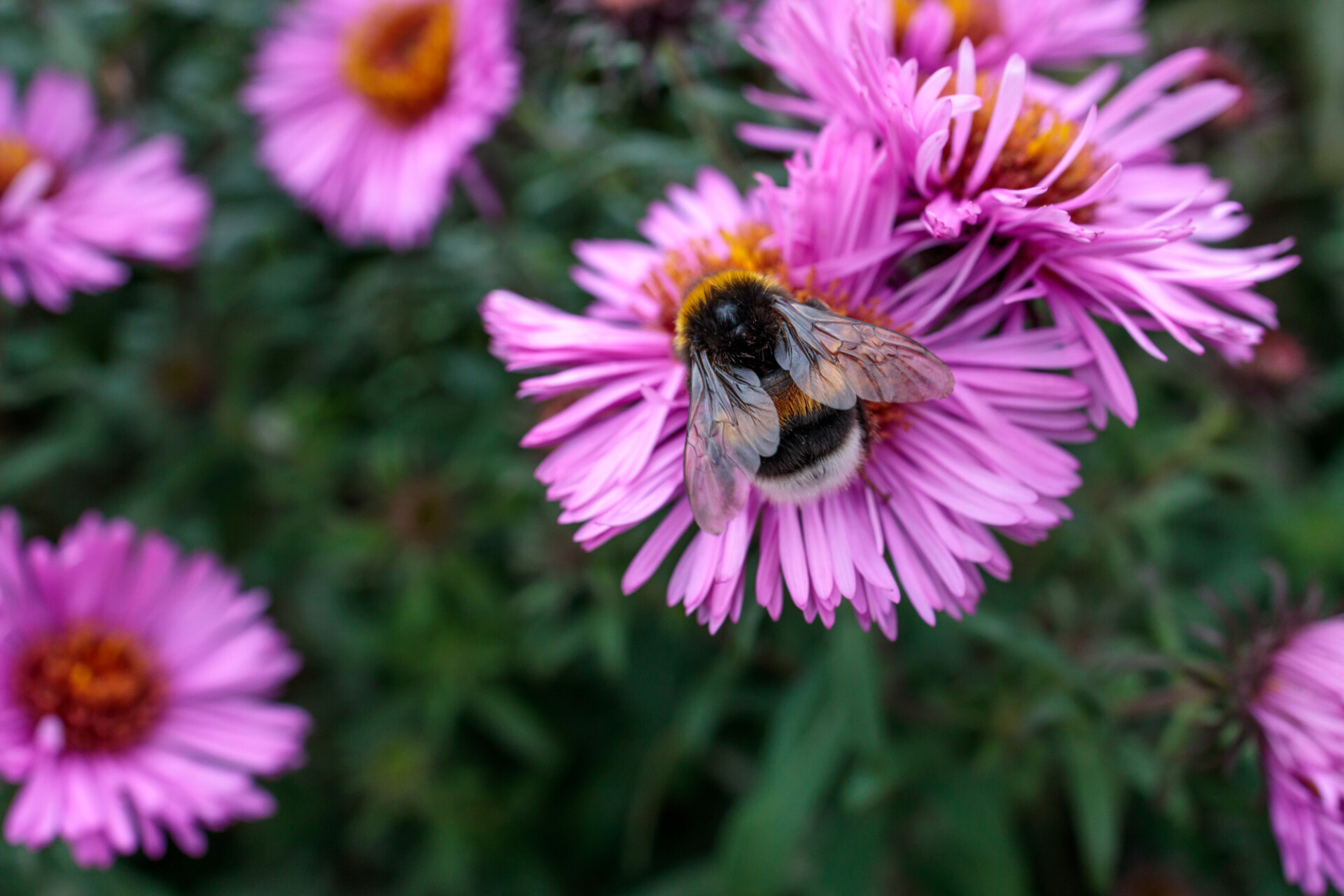 Bee on New England Aster