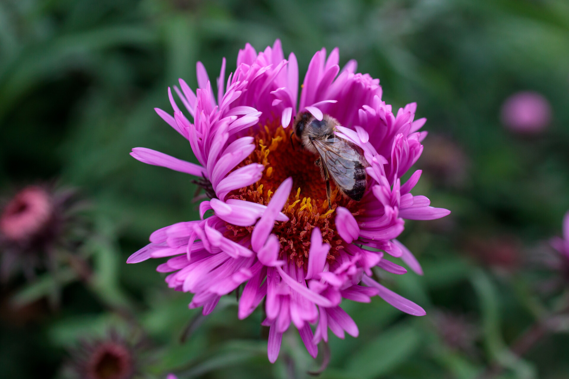 Bee on a pink flower