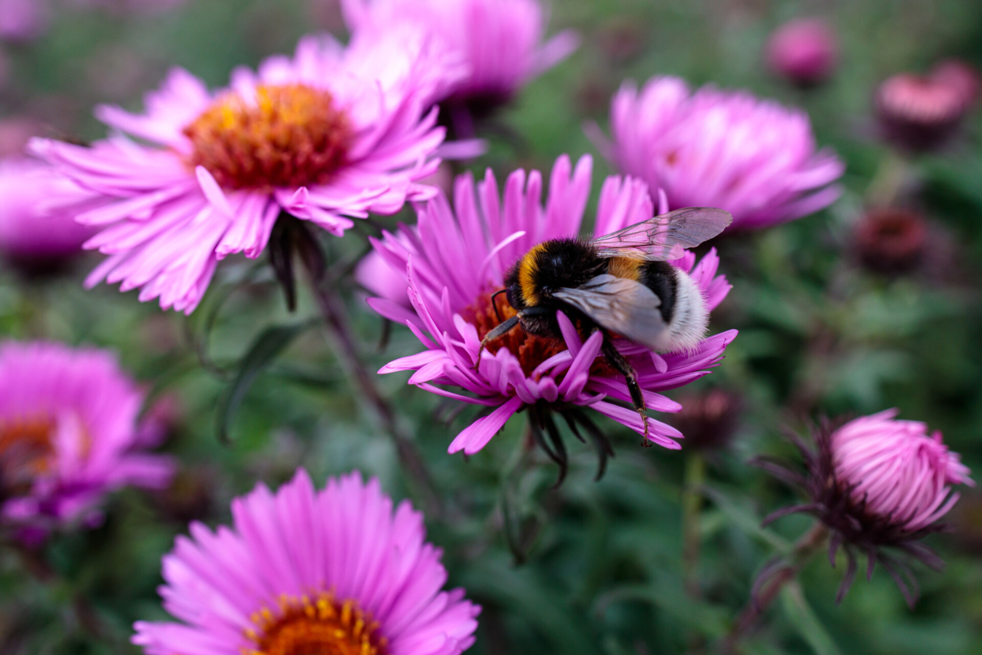 Bumblebee collecting nectar