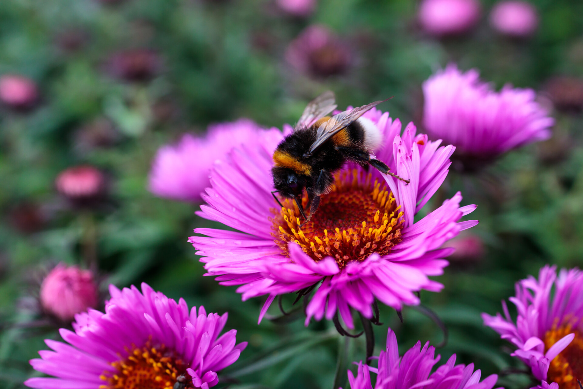 Bumblebee on a pink flower