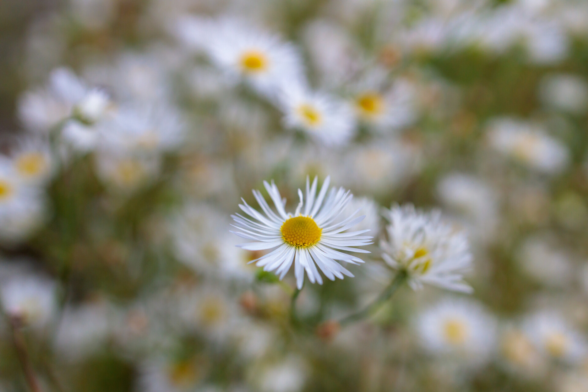 Bellis perennis