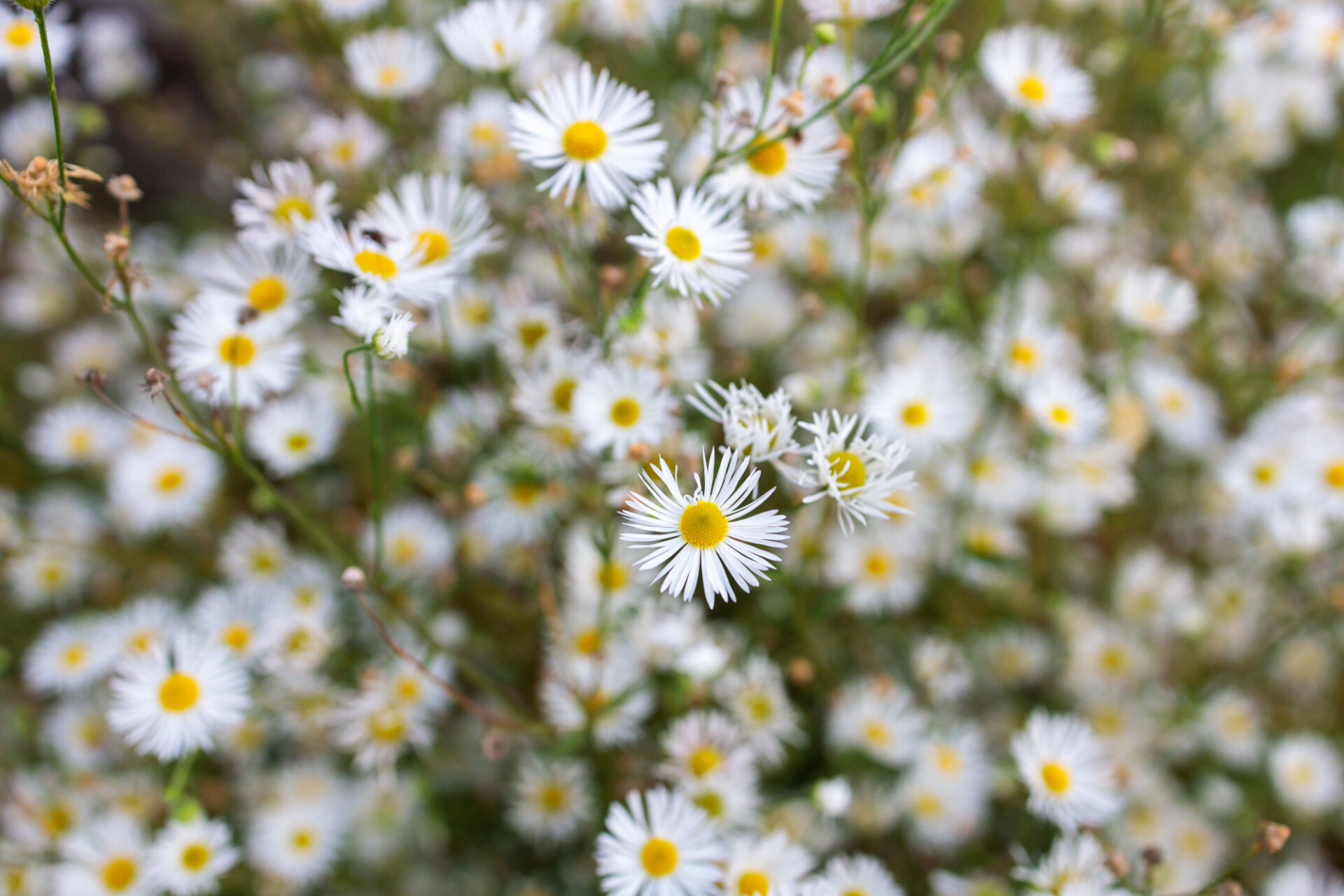 garden chamomile flowers