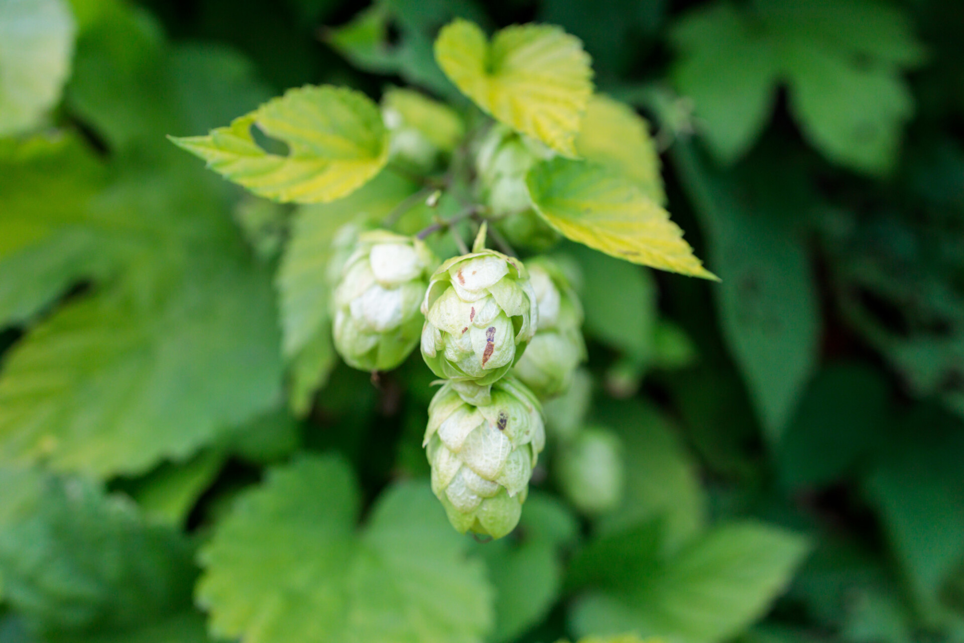 Hops ripen in late summer