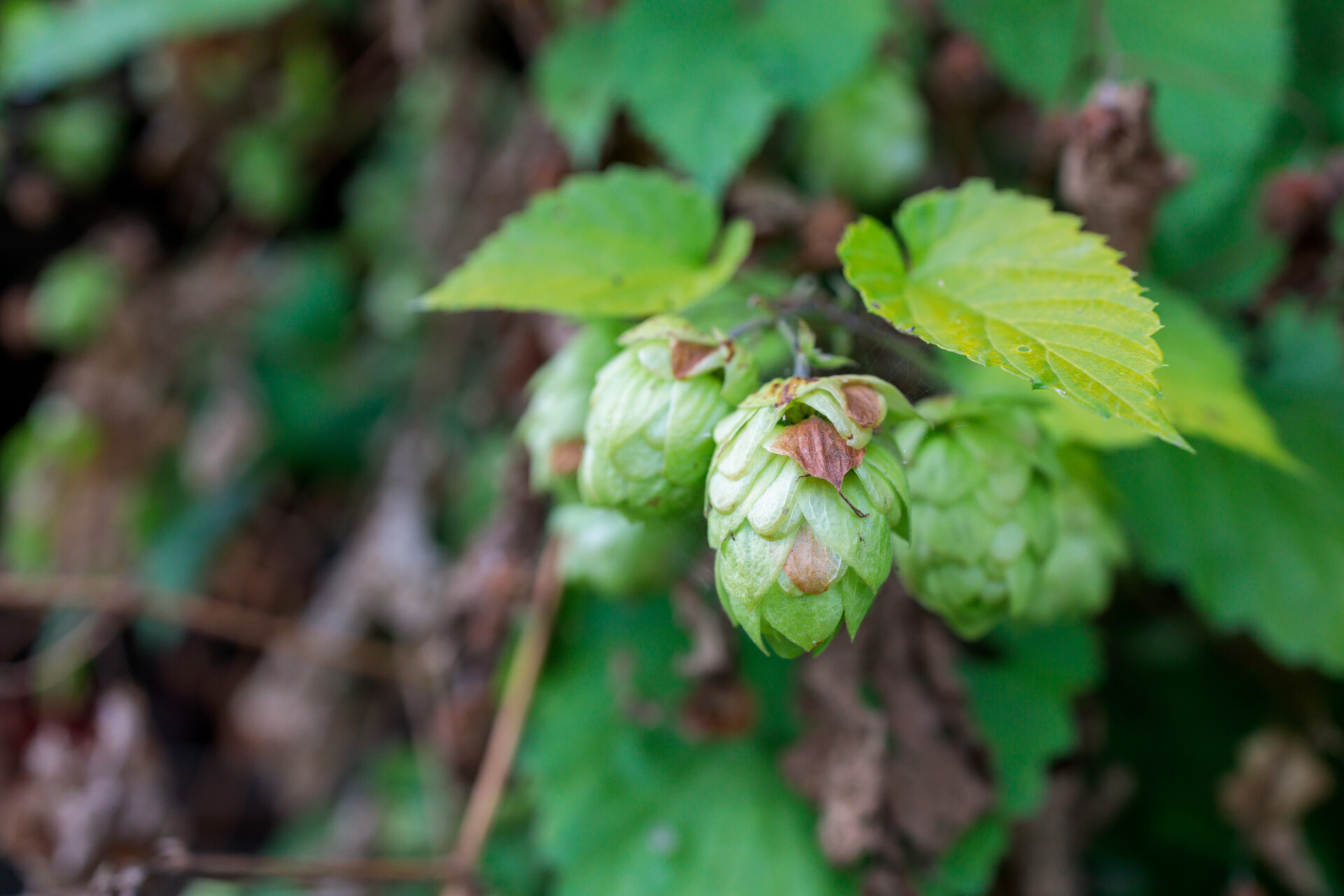 Hops ripen in September