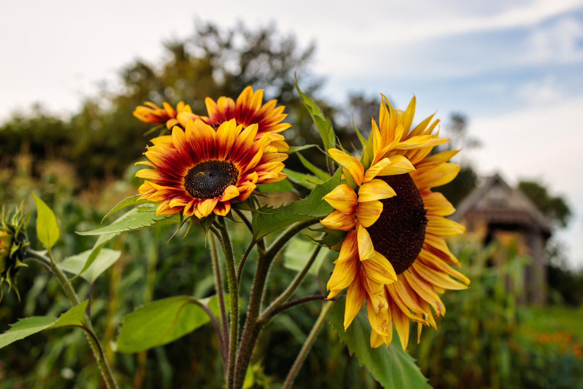 Sunflowers in September