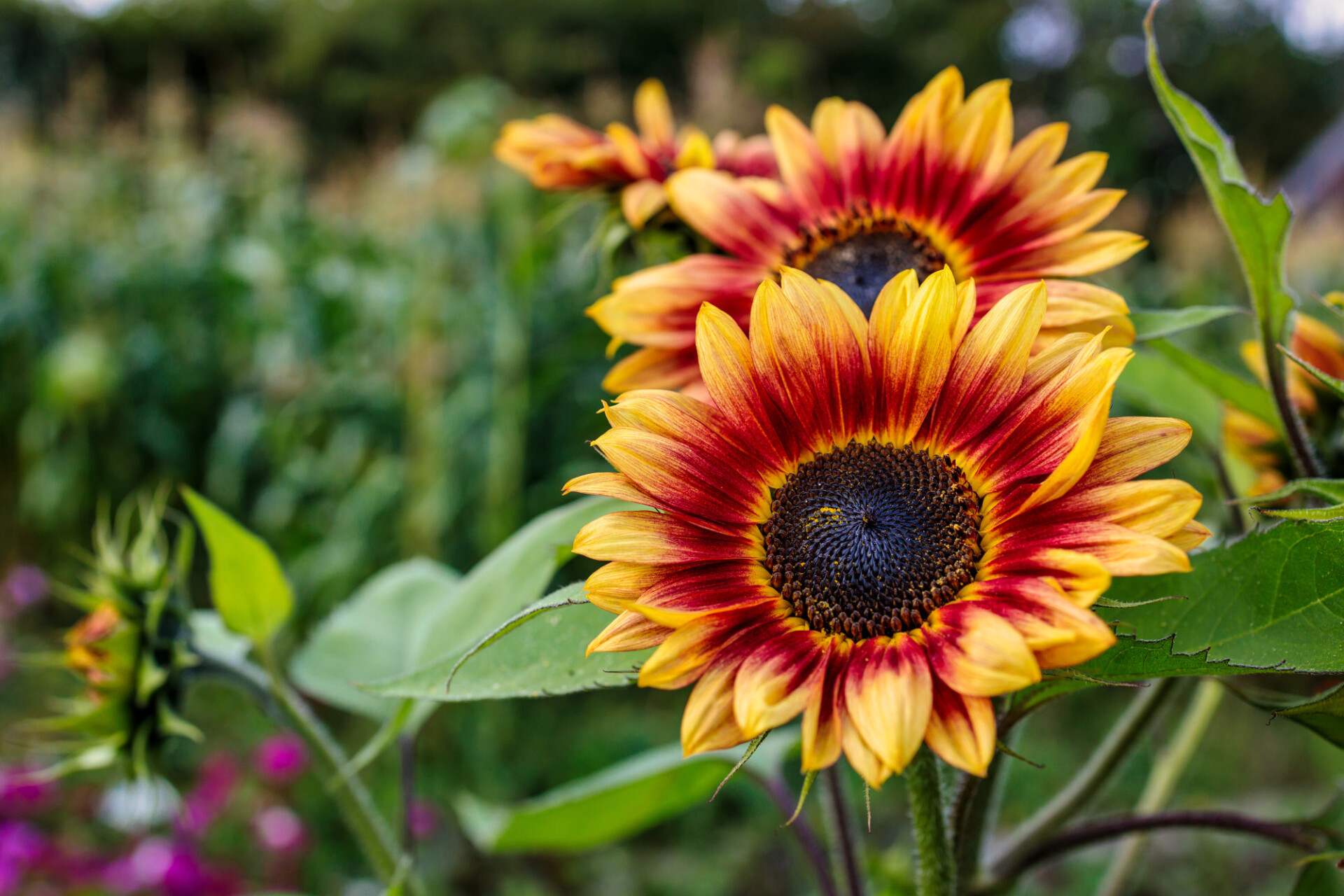 Beautiful sunflowers in late summer