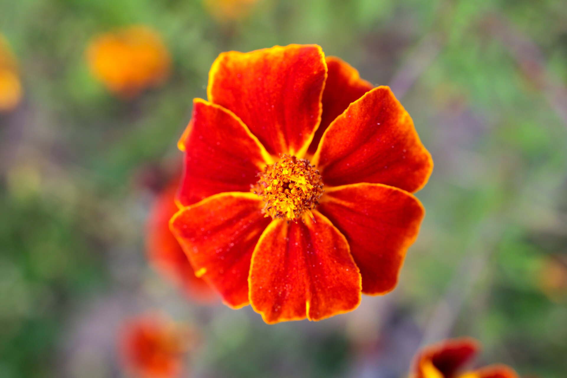 Little red flower