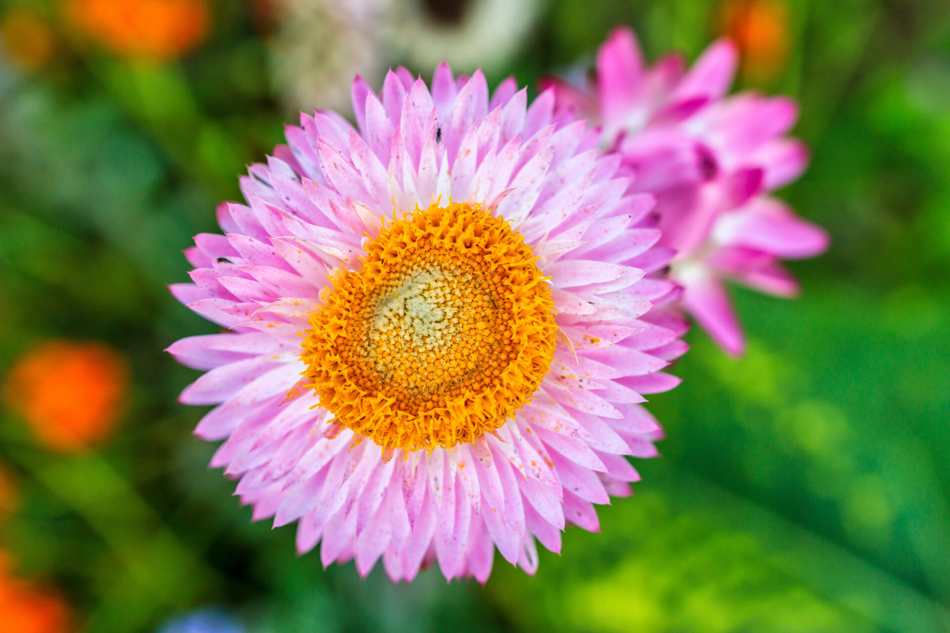 Pink Aster Flower with Yellow Inner from top