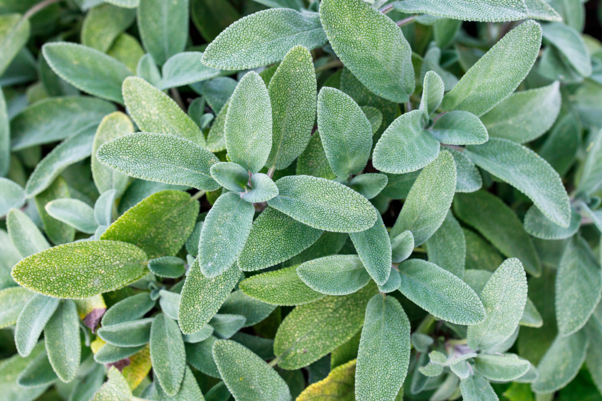 Sage all over the place