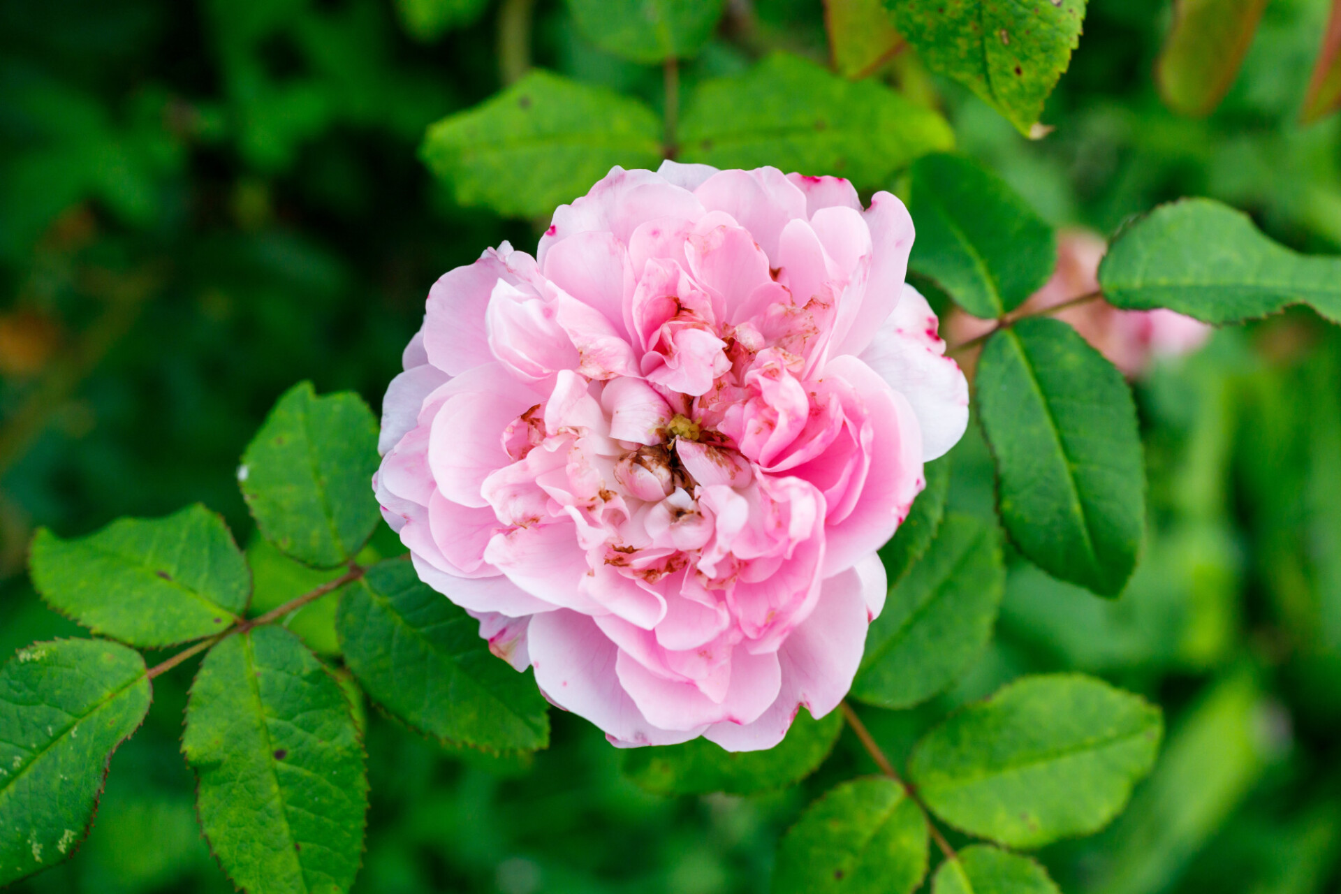 Pink Rose blooms in September