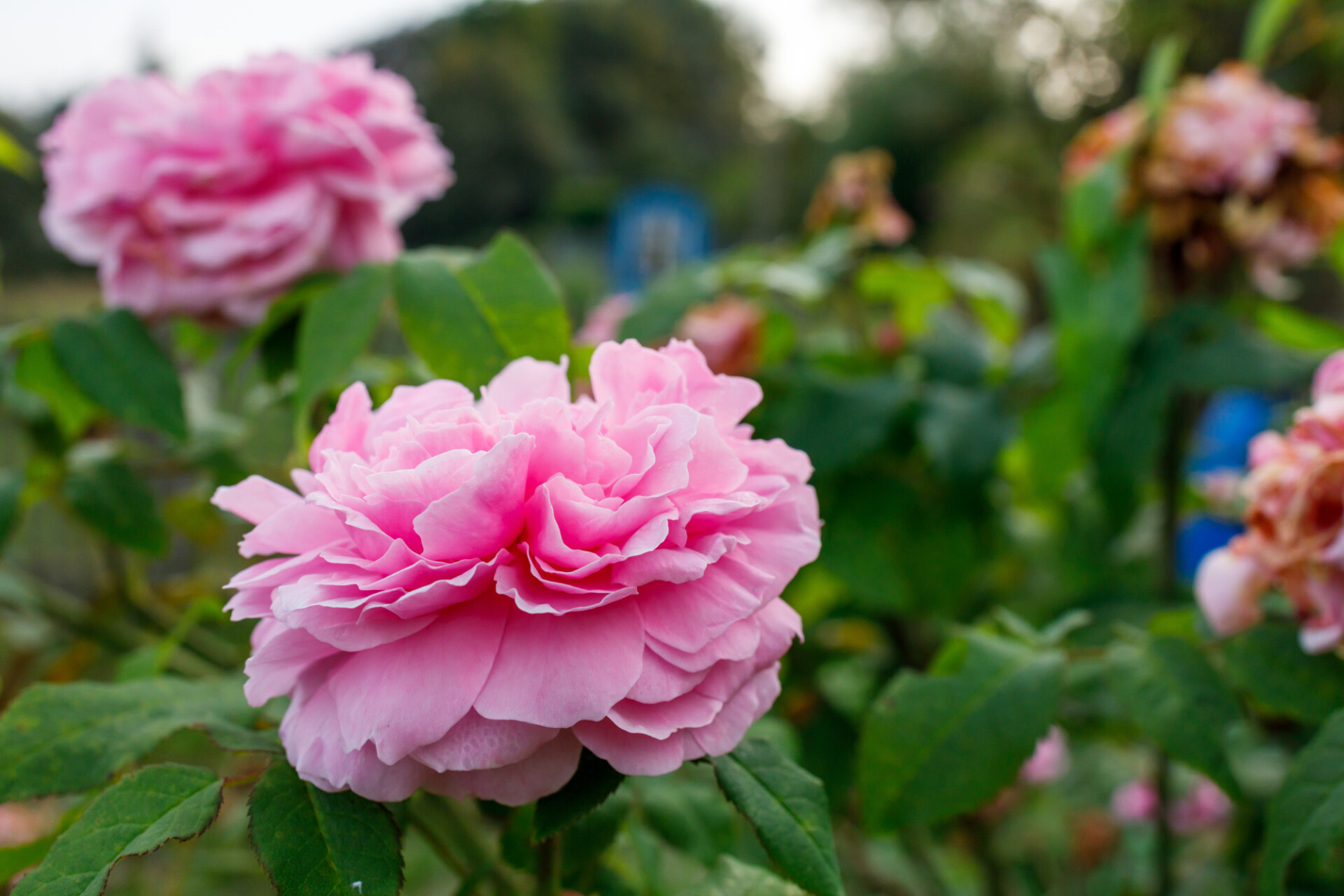 Pink Rose in a garden