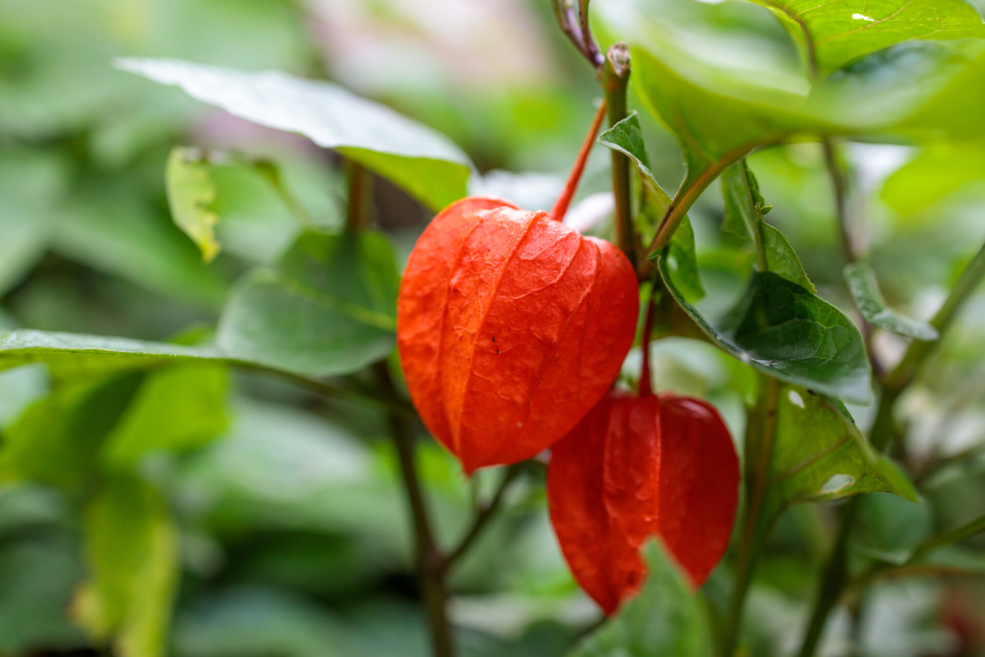 Cape Gooseberry or Physalis peruviana