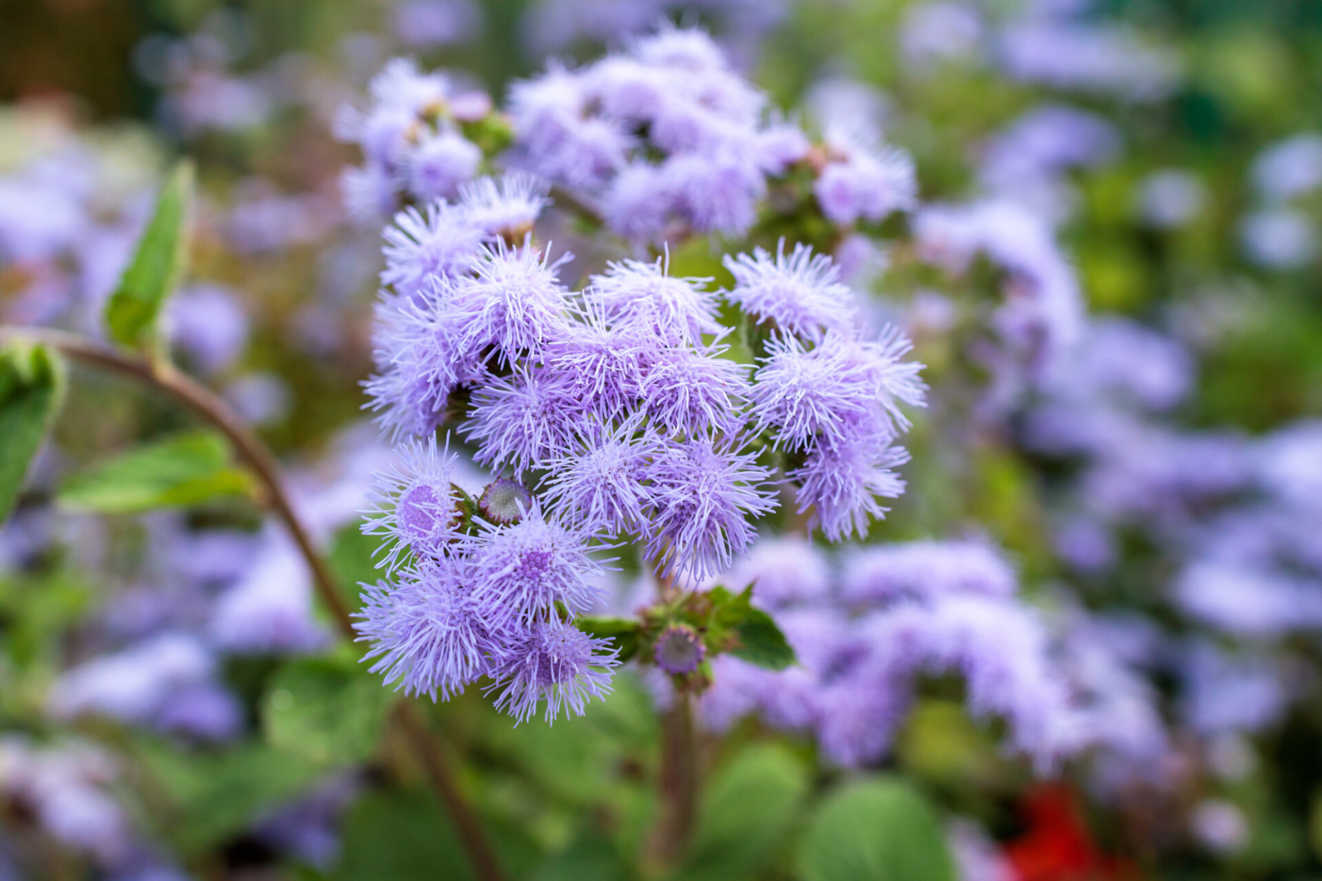 Interesting looking aster flower