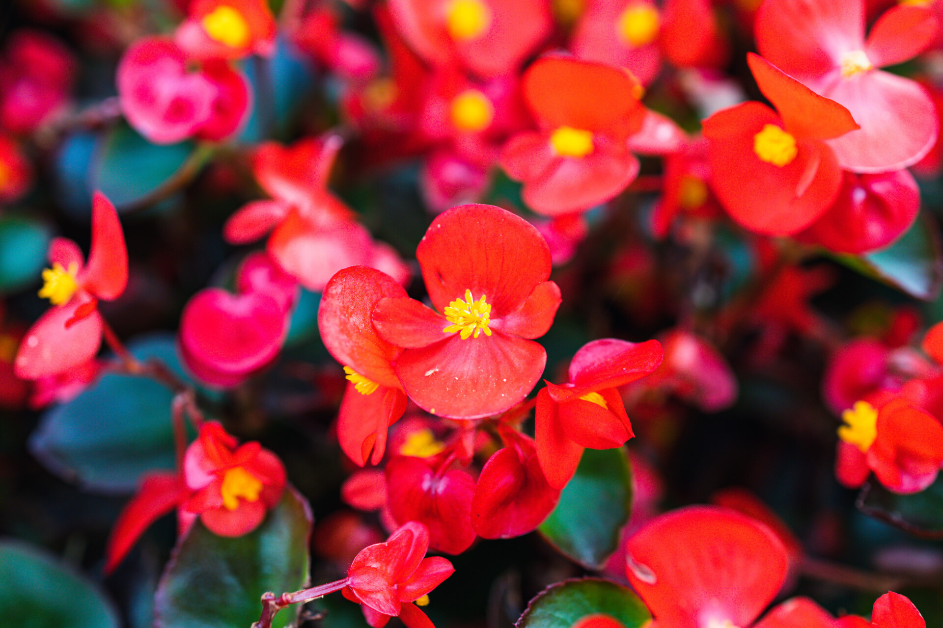 Red Wax begonia Flowers