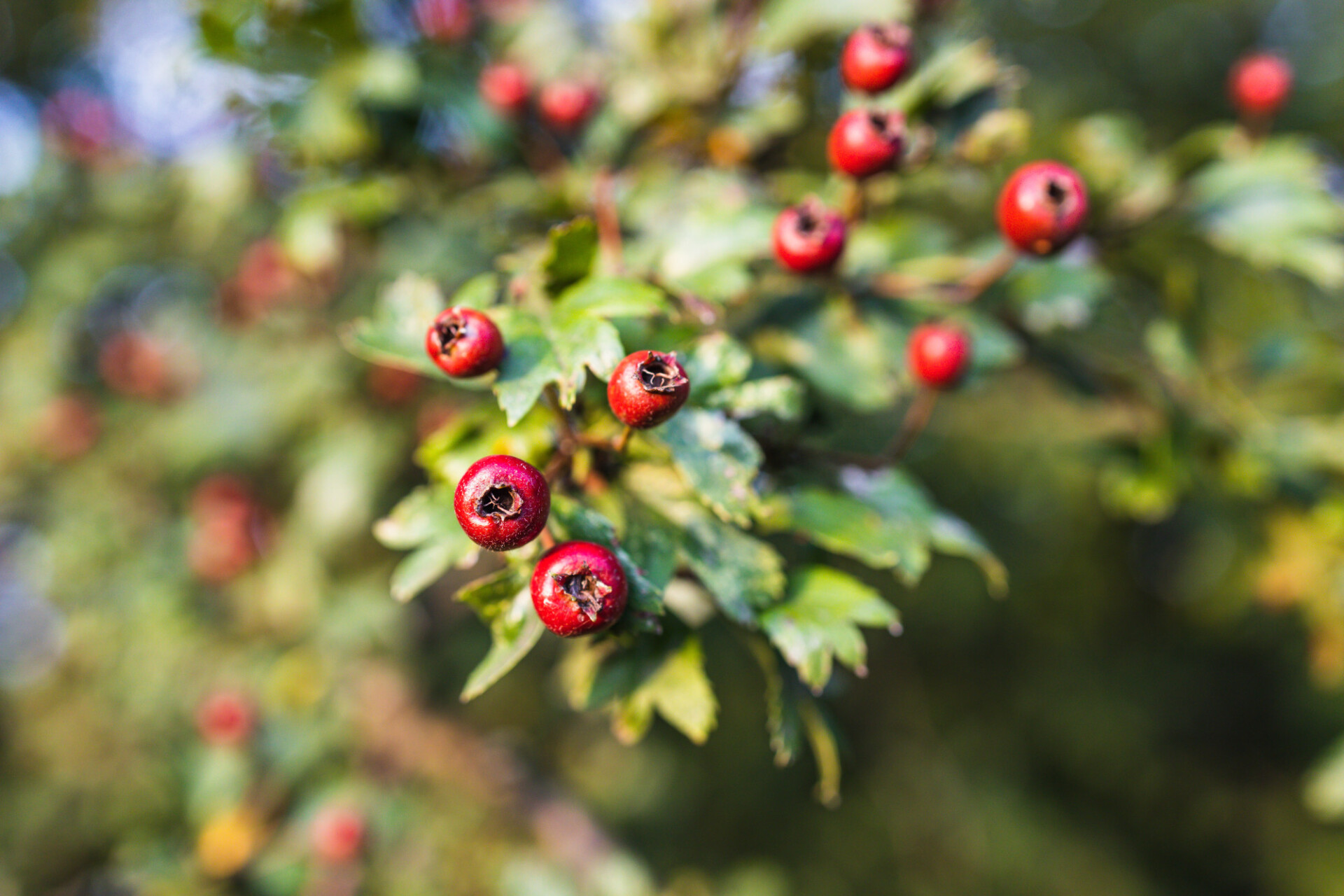 The English Hawthorn Tree (crataegus monogyna)