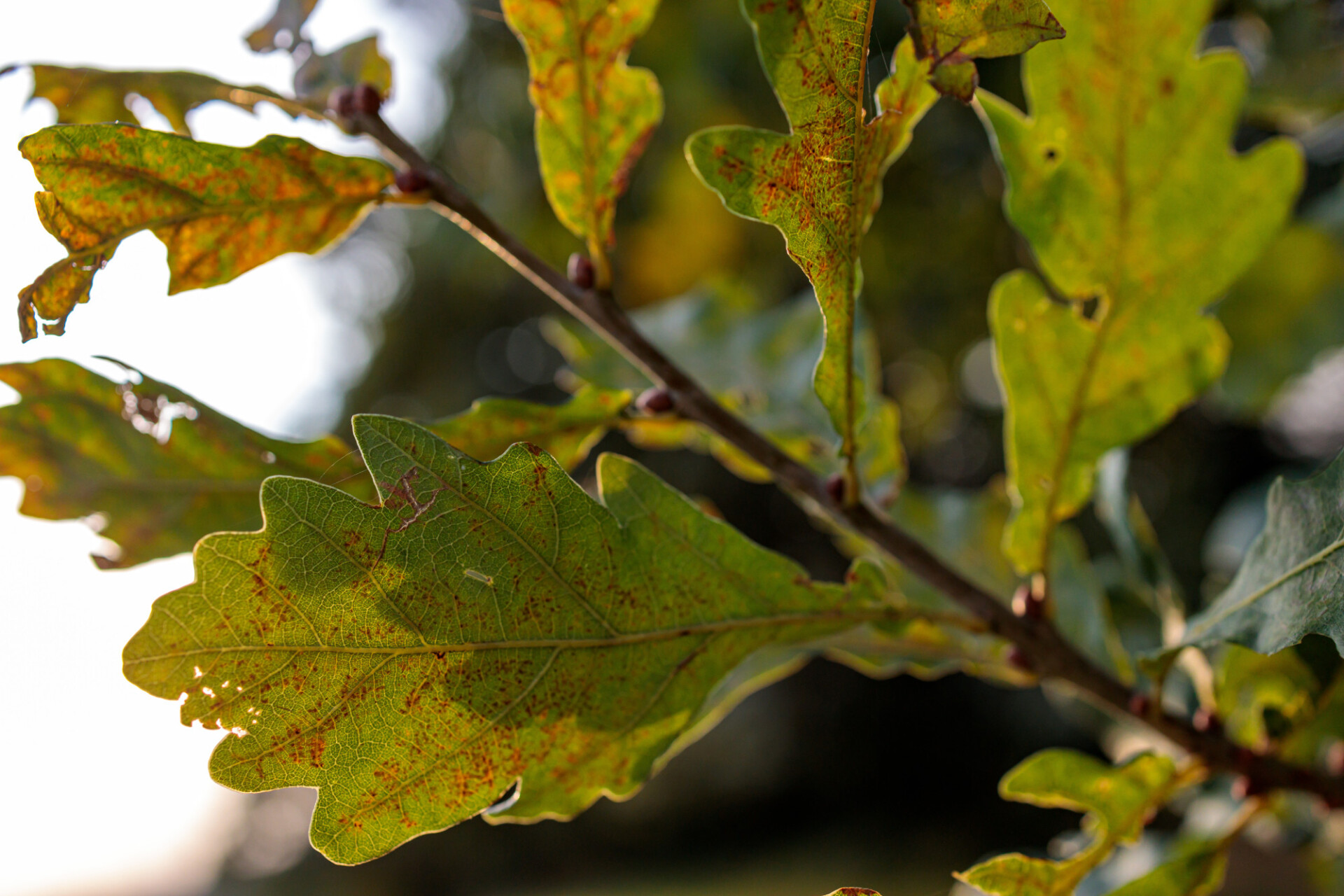 Leaves of an oak in late summer