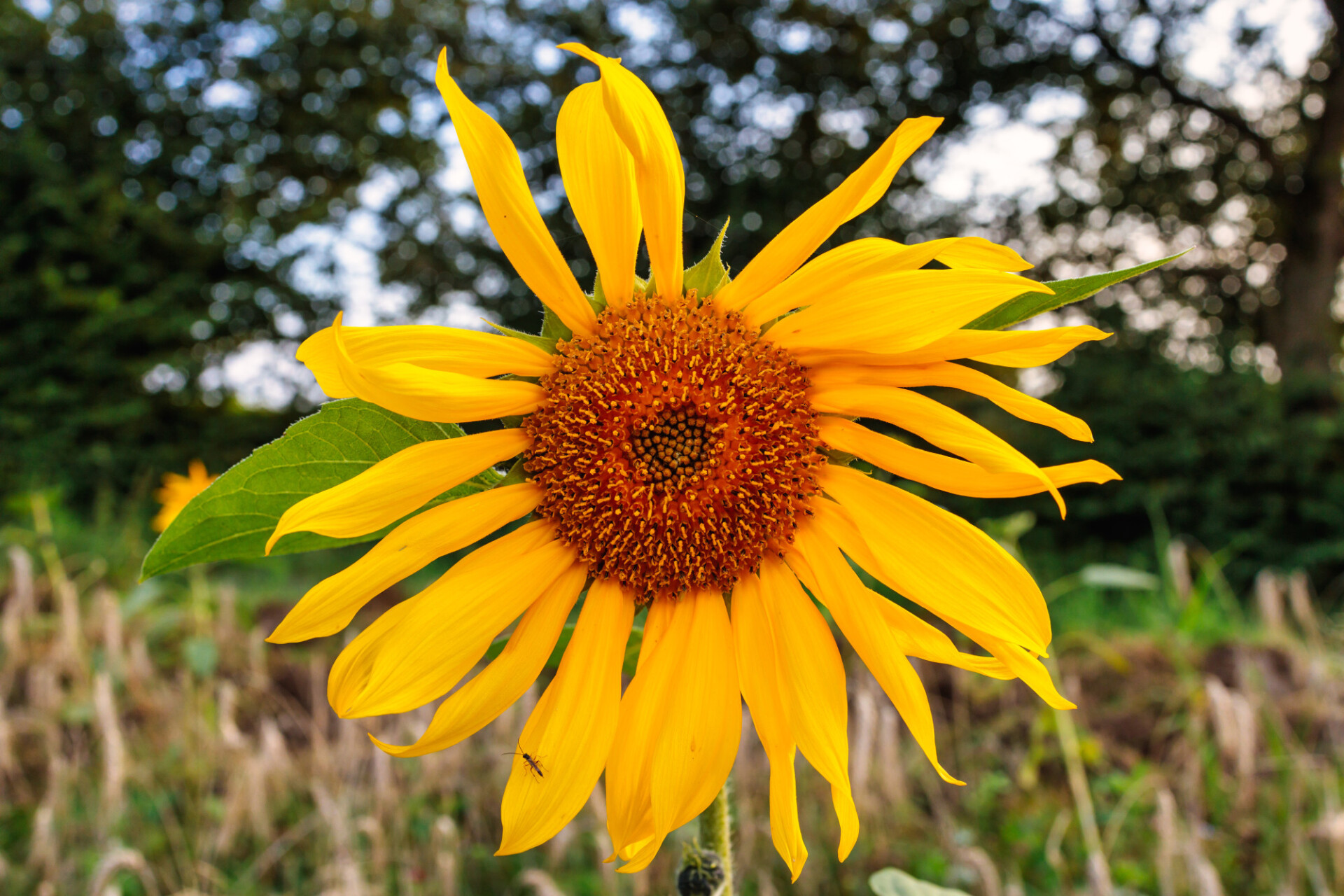 Wildly growing sunflower at the edge of a field