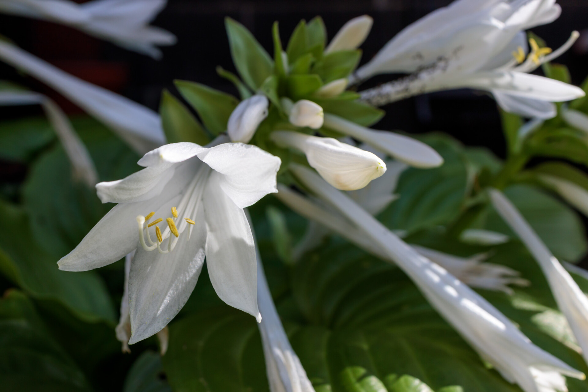 August Lily Hosta plantaginea Grandiflora