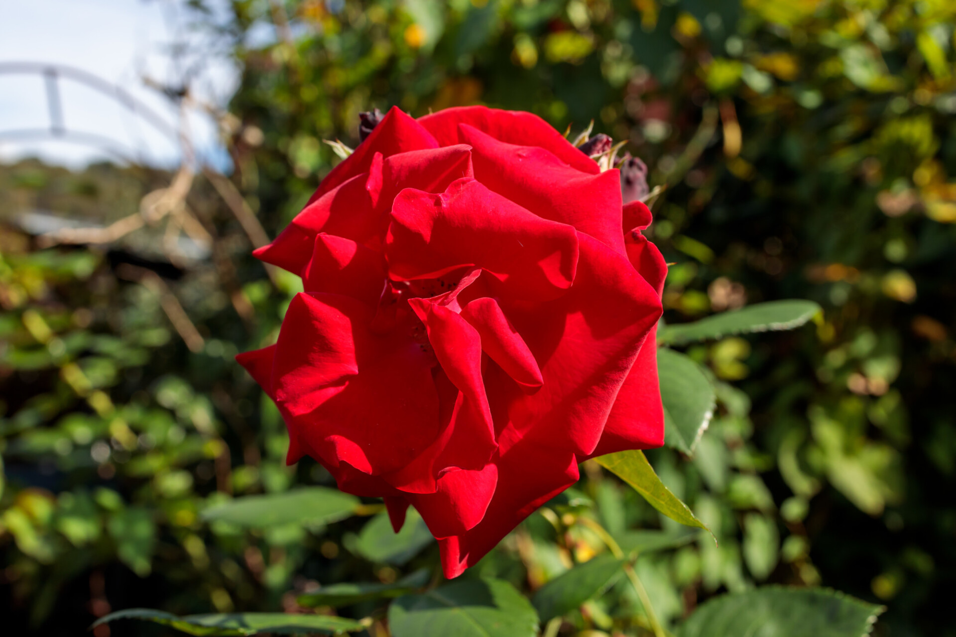 Red Rose in Nature