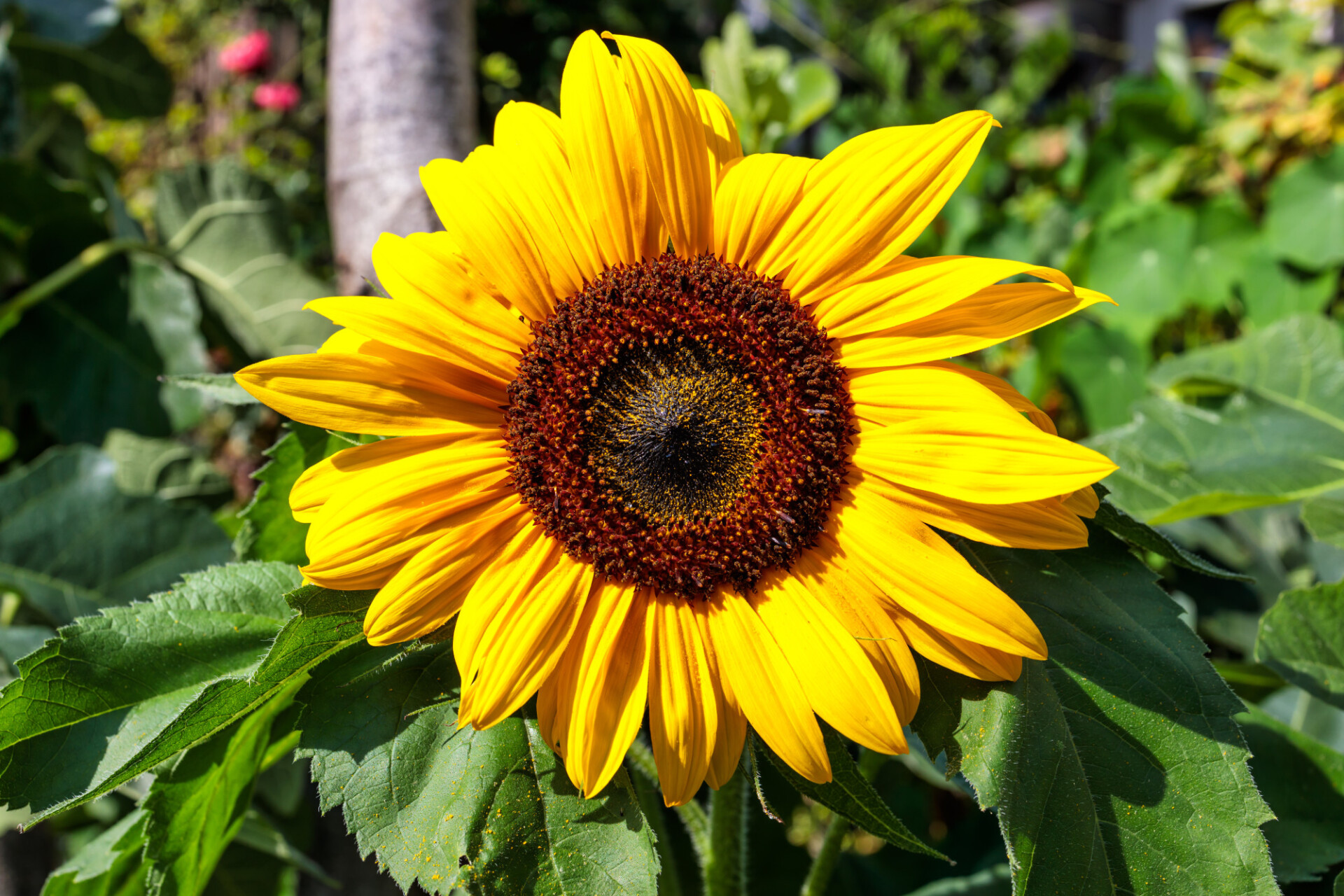 Bright Yellow Sunflower