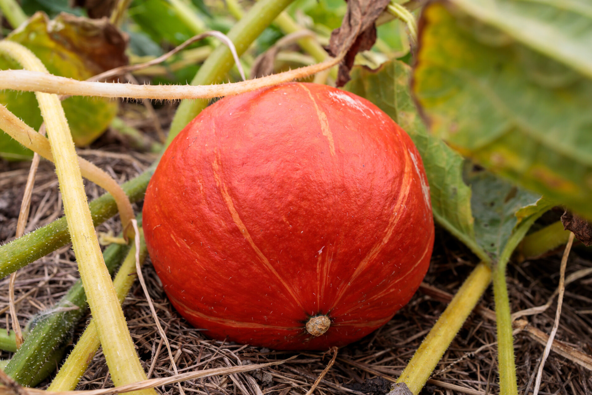 Orange pumpkin grows in the garden