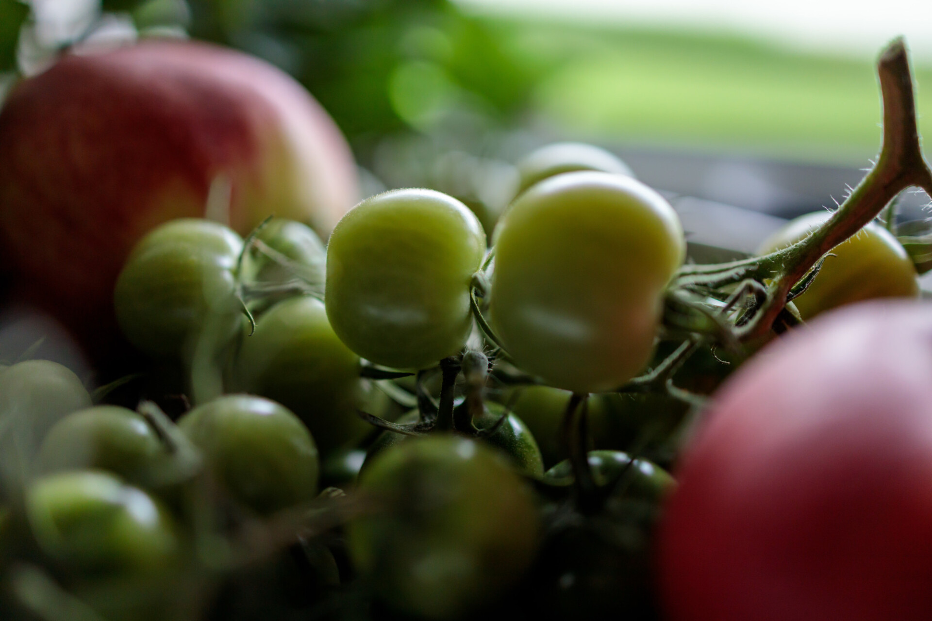 Green tomatoes are ripening on the windowsill