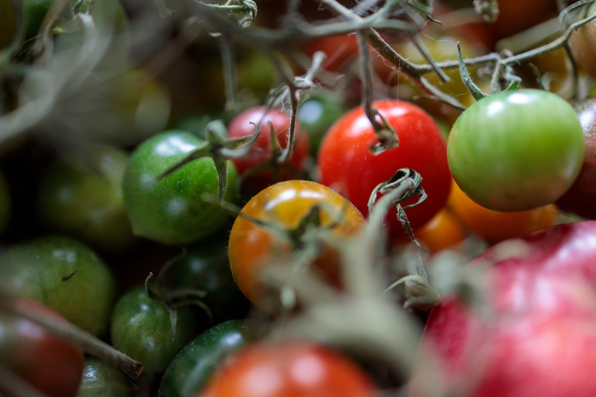 Green and red tomatoes are ripening on the windowsill