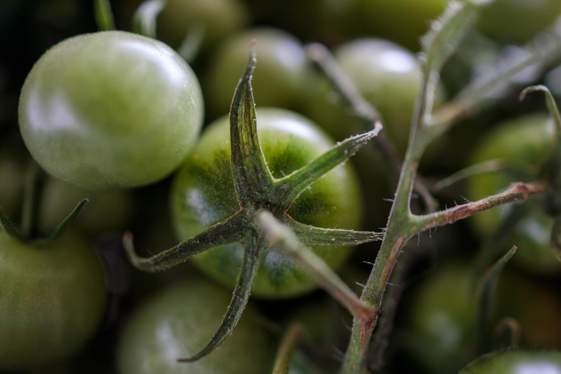 Green tomatoes