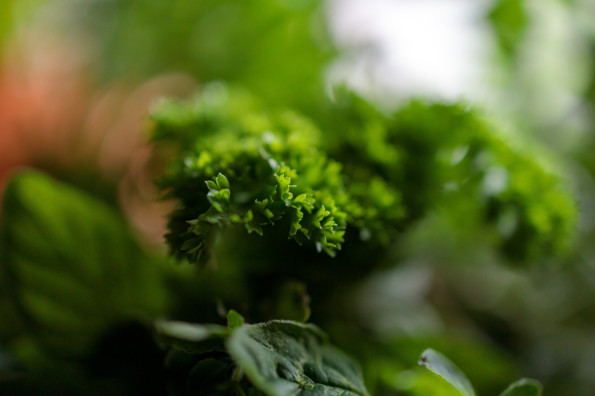 Fresh kitchen herbs