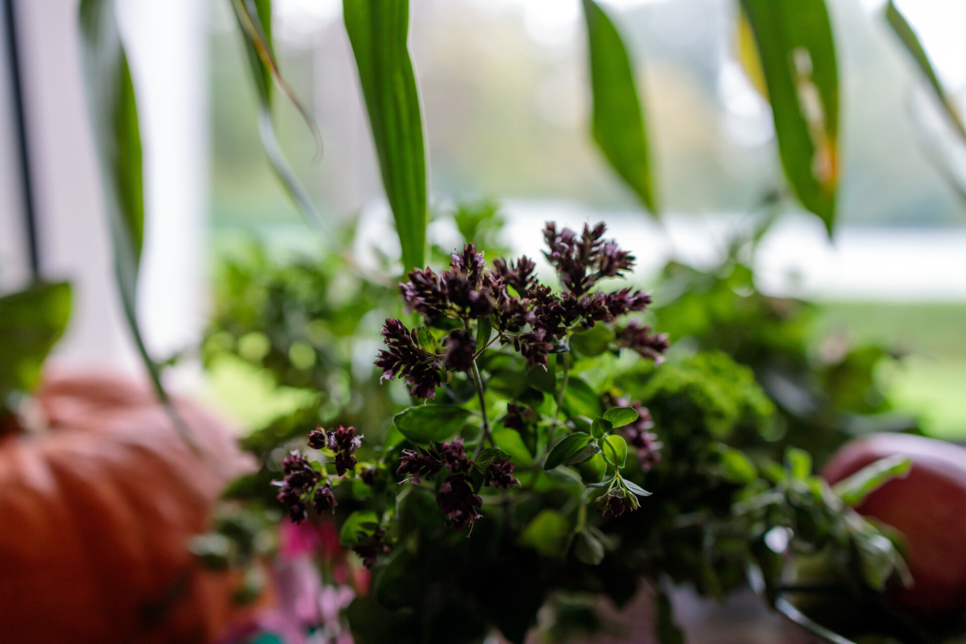 Fresh kitchen herbs