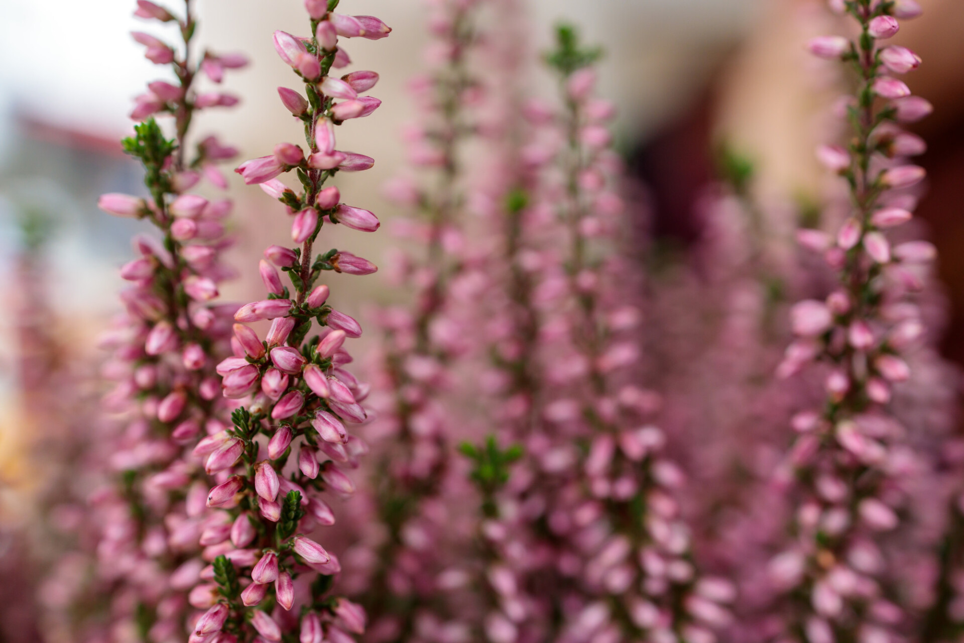 Lavandula