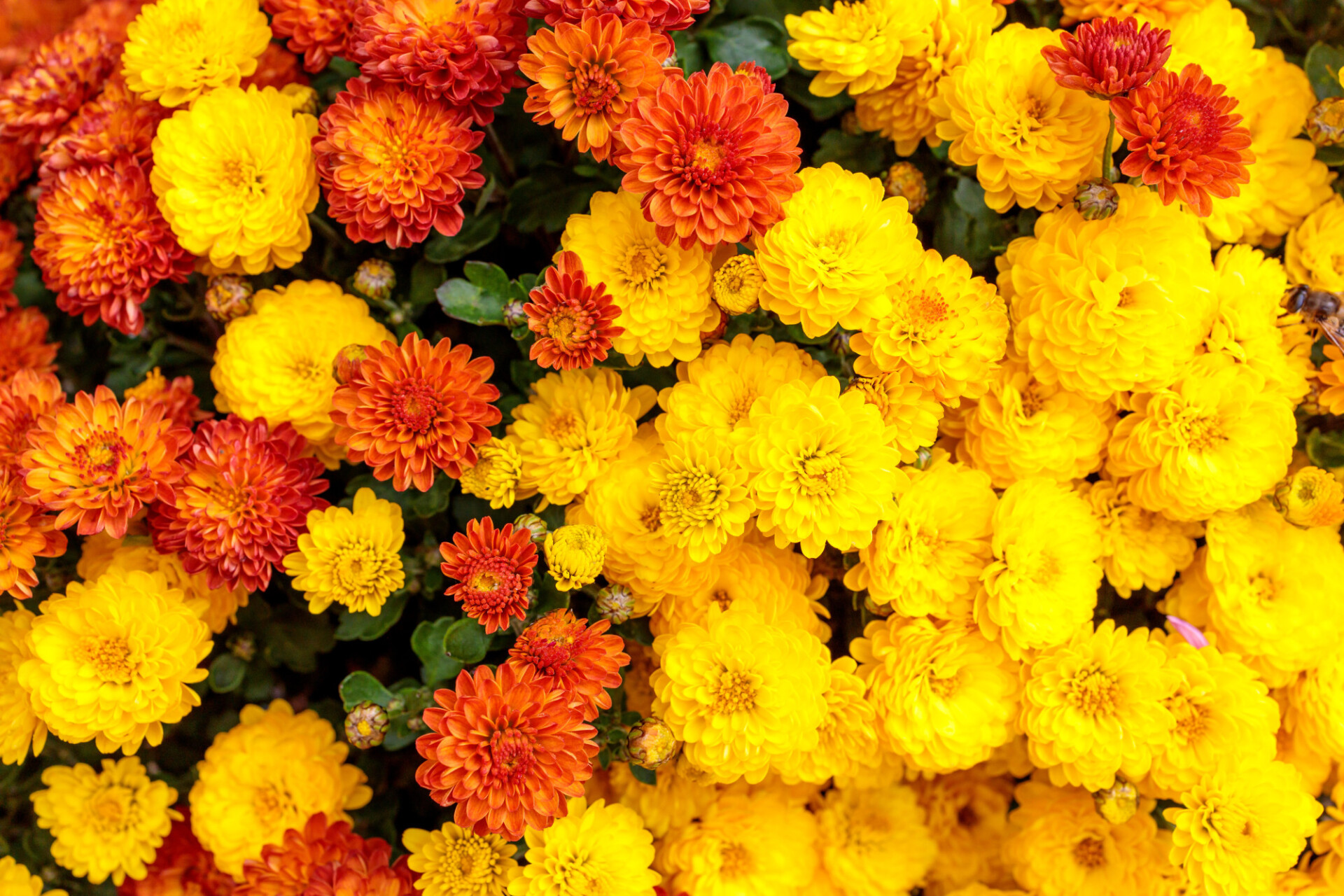 French Marigold