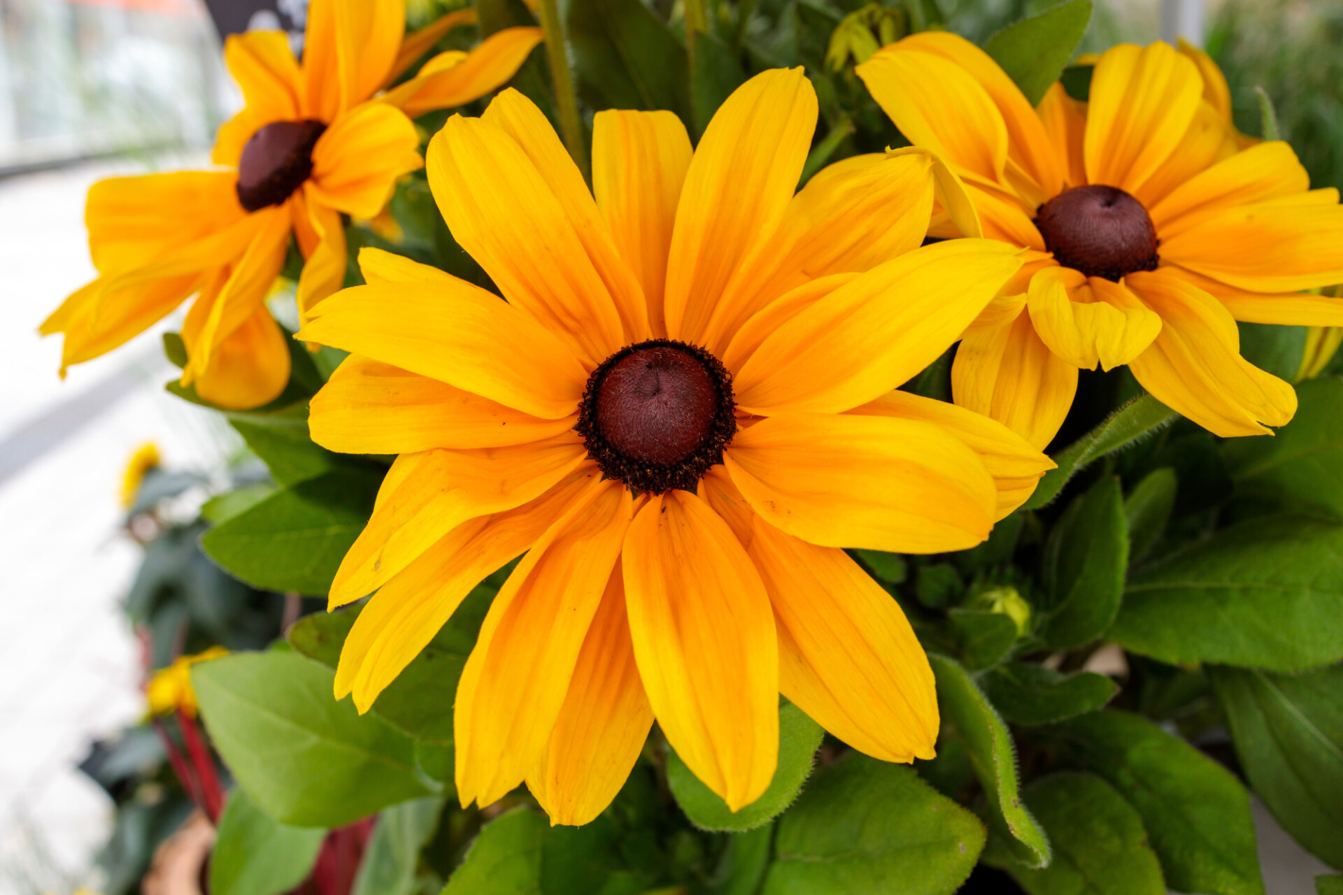 Coneflowers