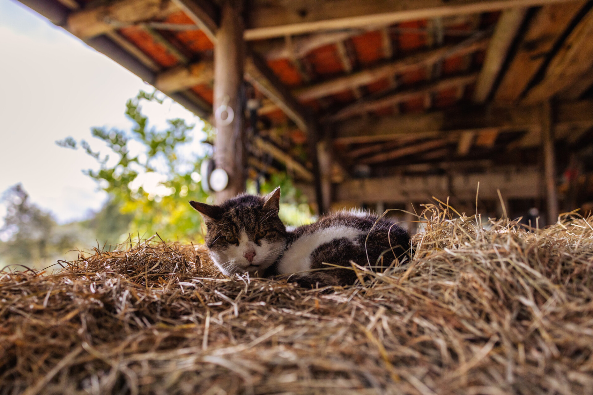 Cat lying on a hay bale