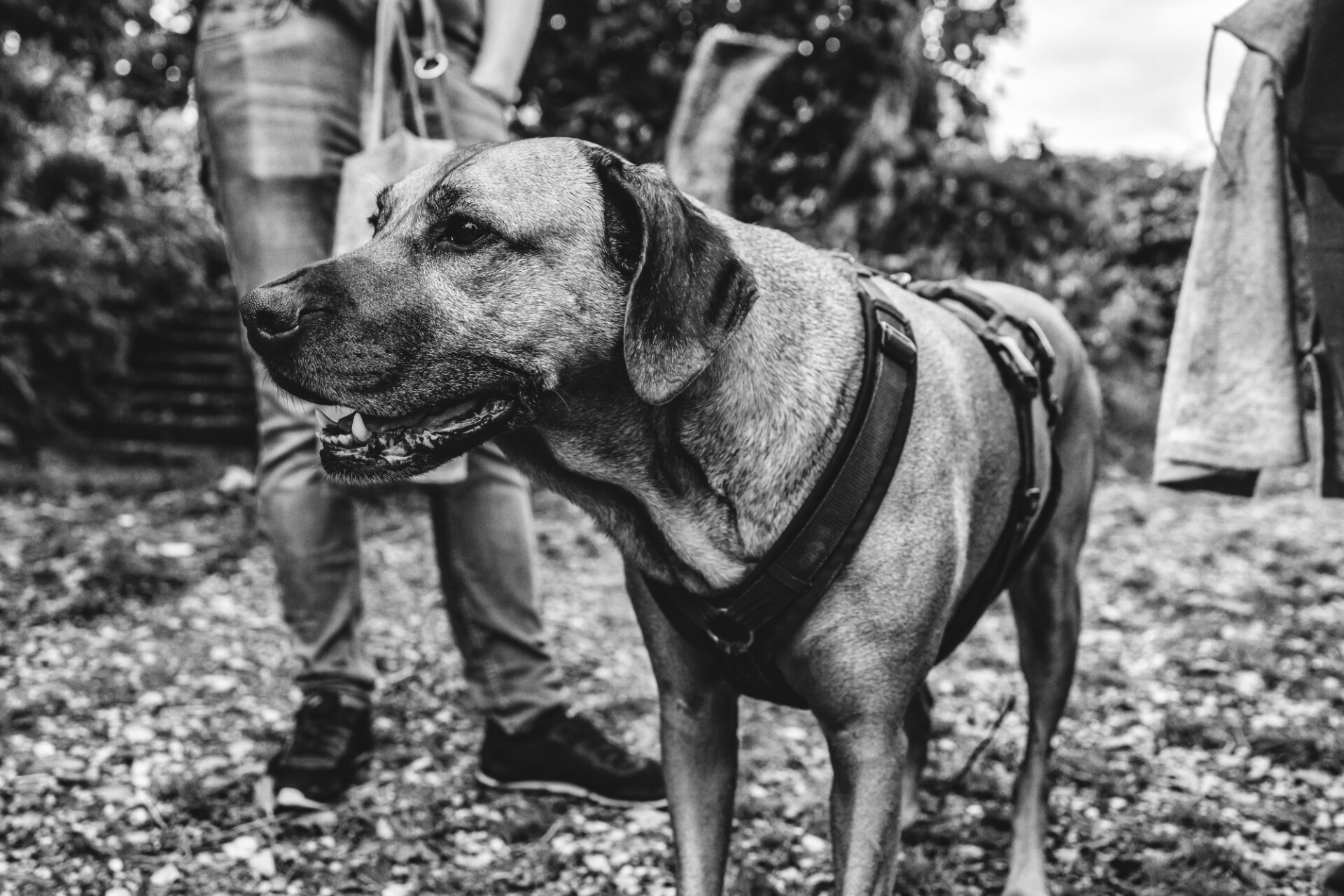 Dog on a leash in black and white