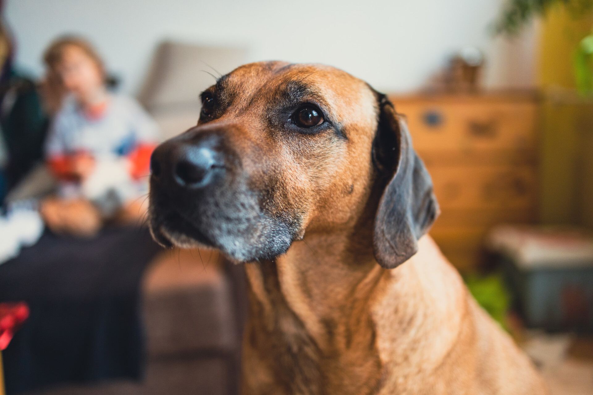 Family dog portrait