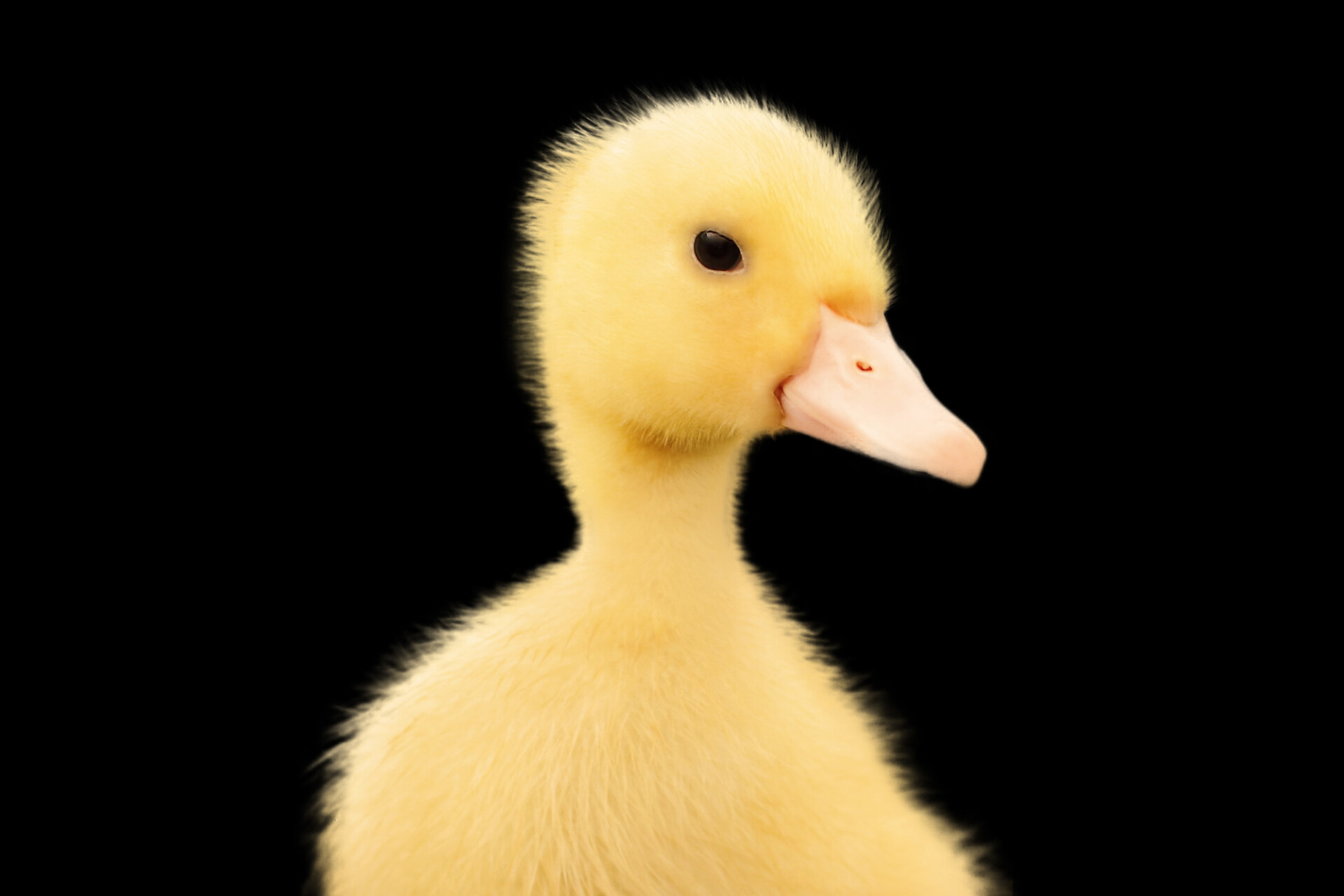 yellow duckling portrait black background