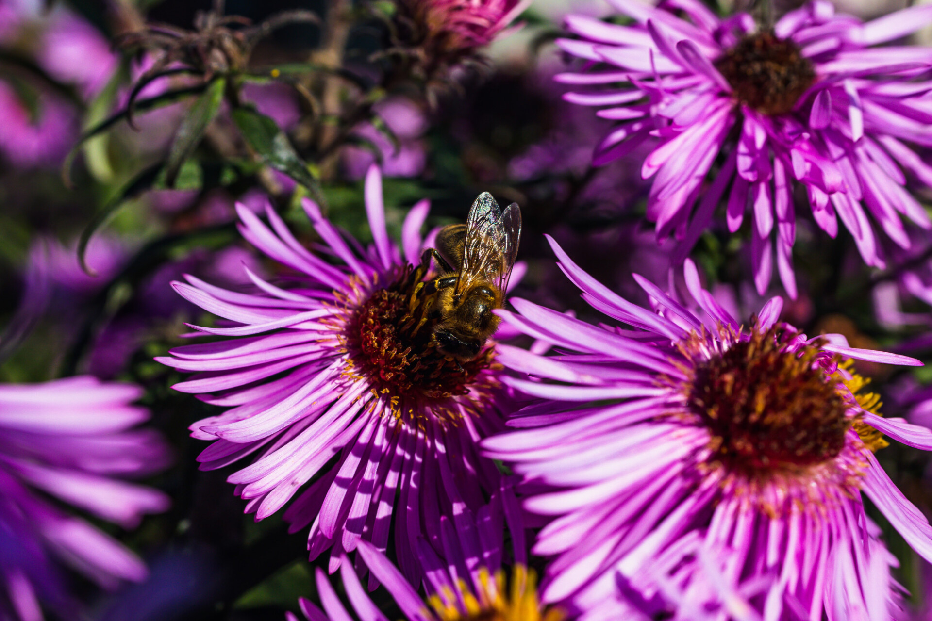 Bee on Asterflower