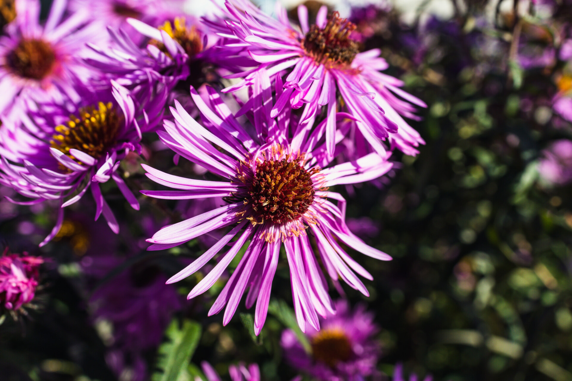 New England aster