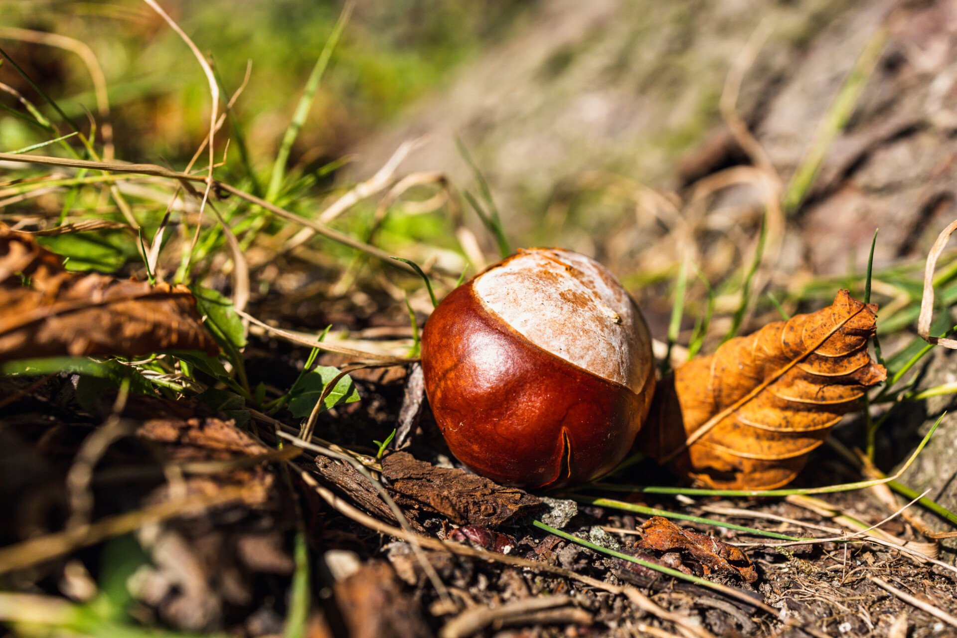 Chestnut on a meadow