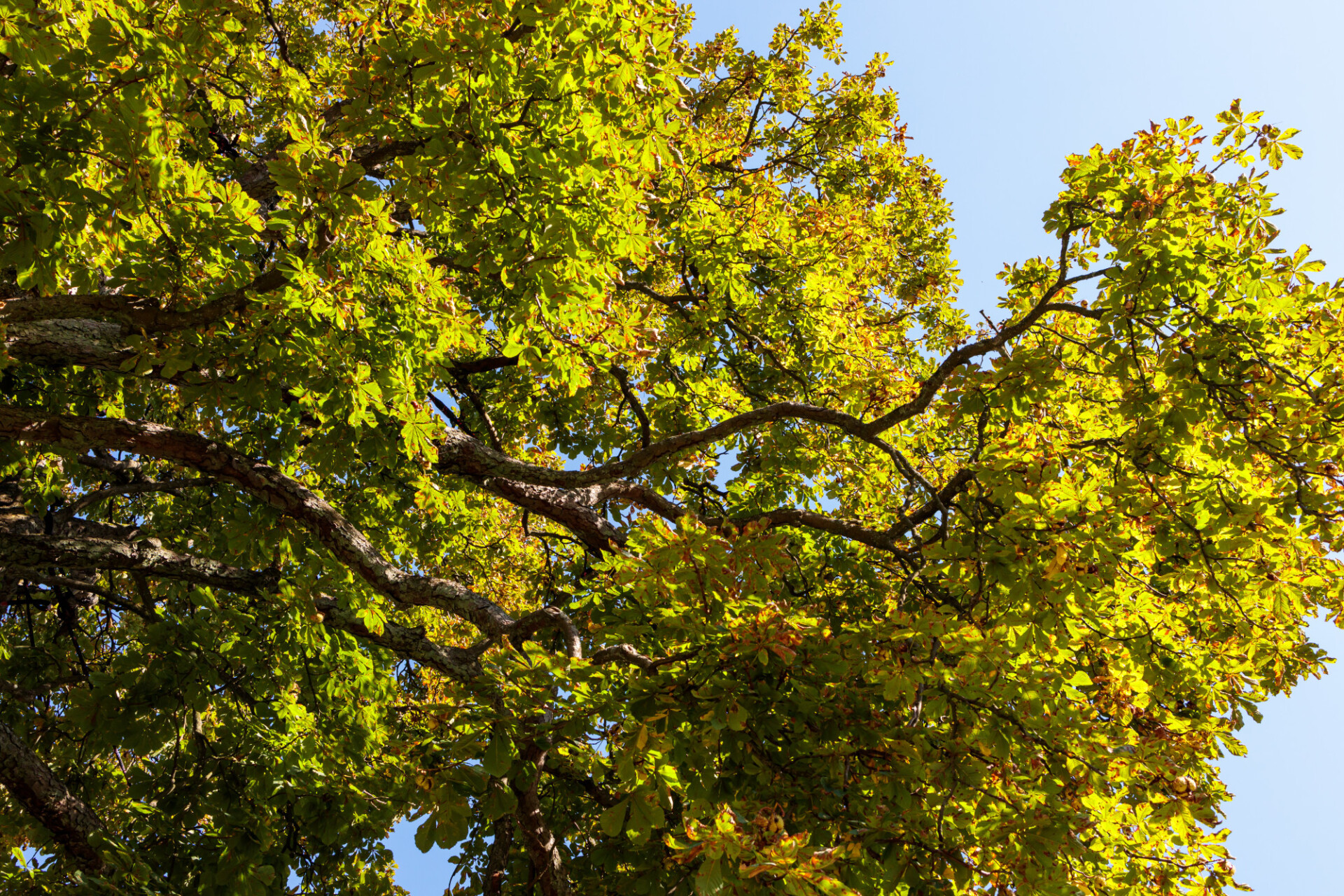 View up to a chestnut tree