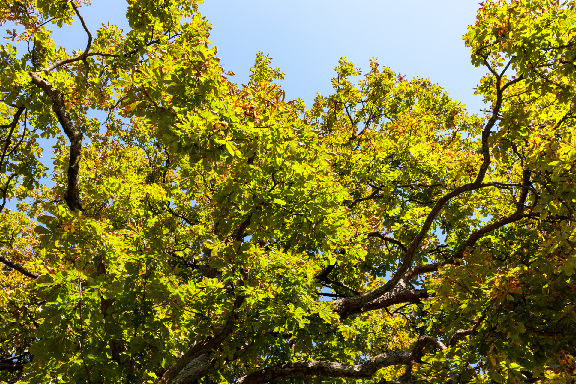 Looking up to a chestnut tree