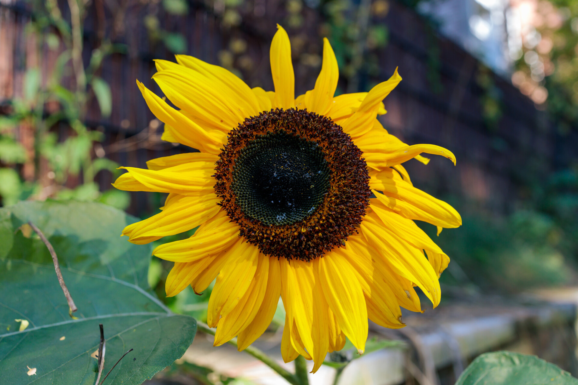 A sunflower at the roadside