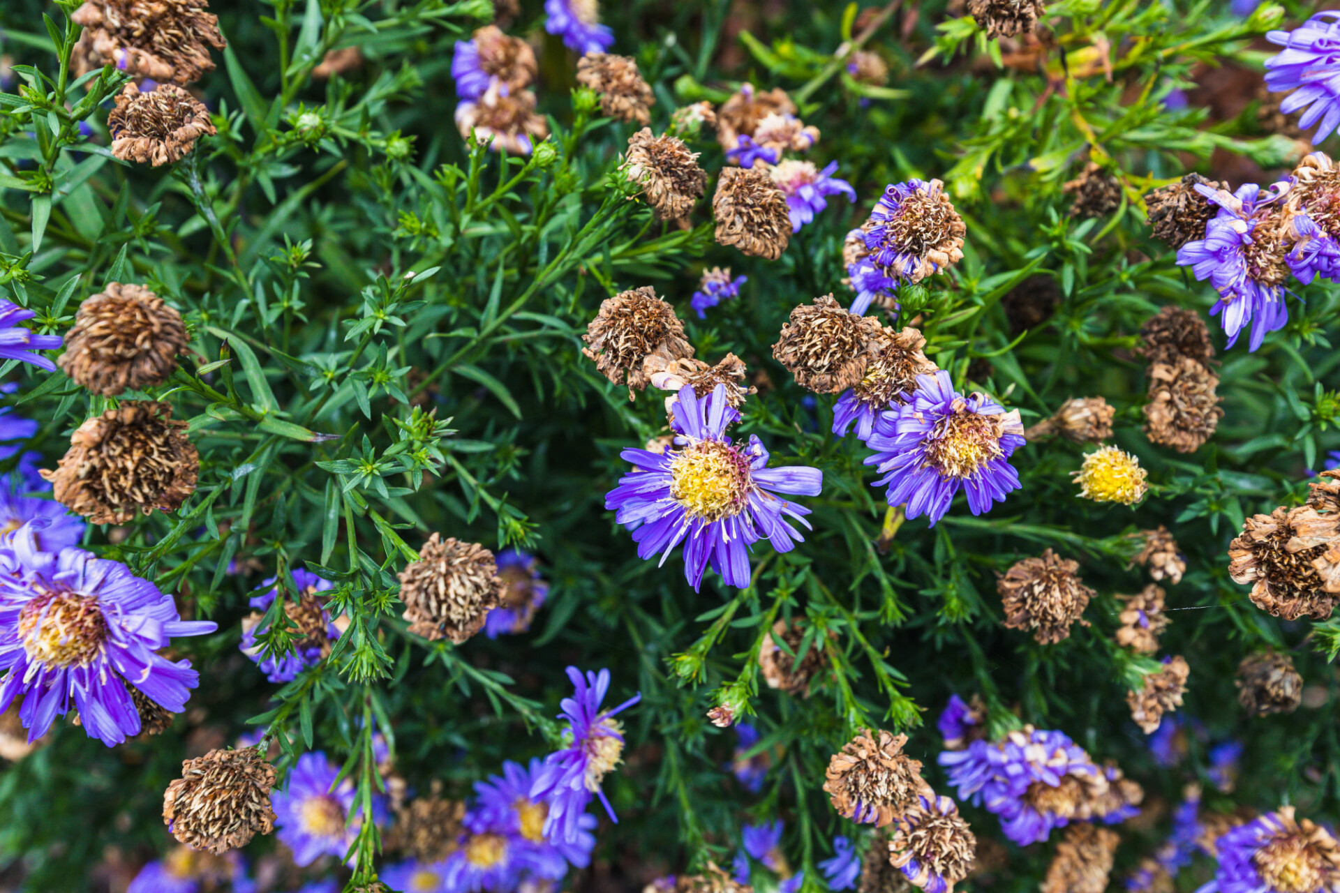 Purple aster flowers in October