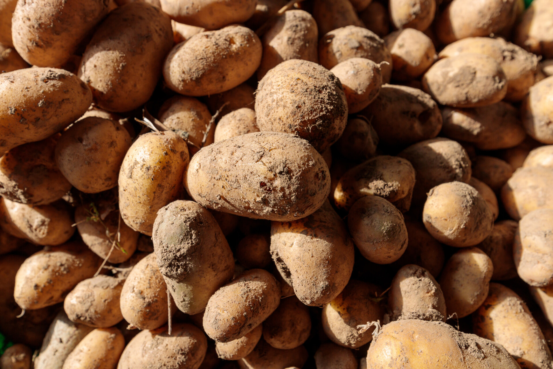 freshly harvested potatoes