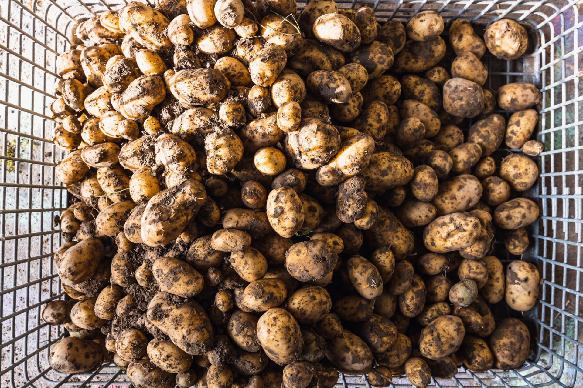 potatoes in the harvest basket