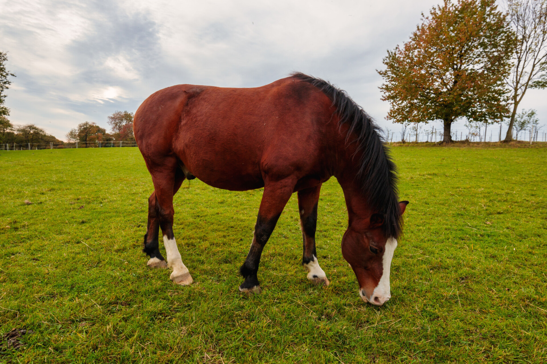 Grazing brown stallion